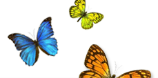 butterfly graphic